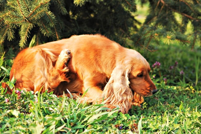 Cocker spaniel dog scratching himself outdoors