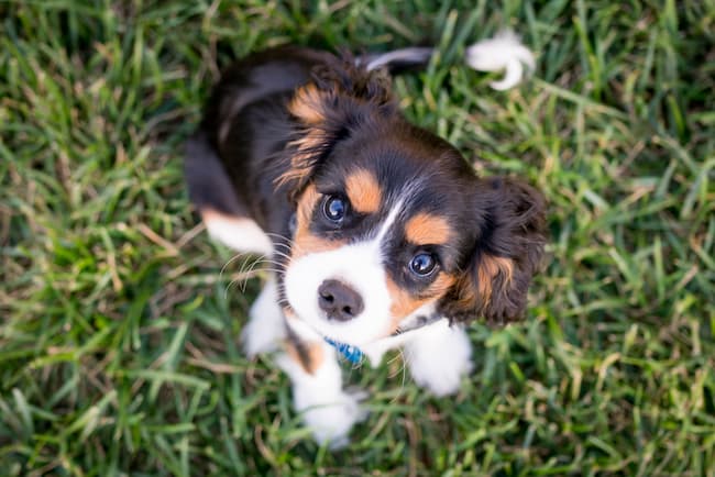 cavalier_puppy_grass_650_c