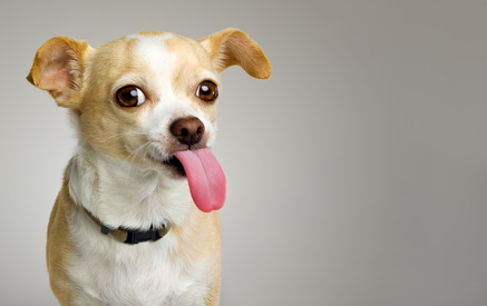 Cheeky adolescent Chihuahua puppy