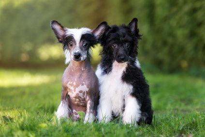 Chinese Crested puppies