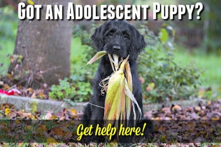 Adolescent puppy misbehaving