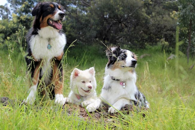 Teenage aussie and spitz puppies