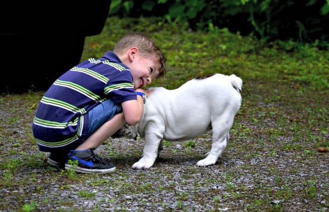 Little boy hugging English Bulldog puppy