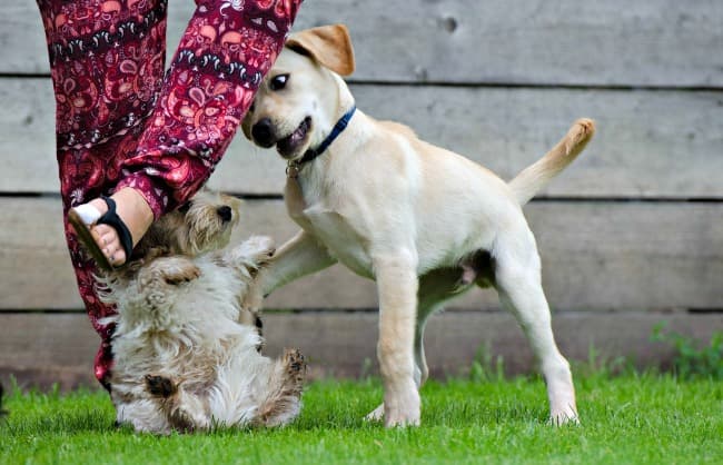 Bossy bigger puppy picking on smaller pup and tripping owner