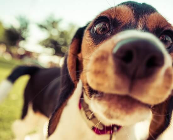 Curious Beagle puppy