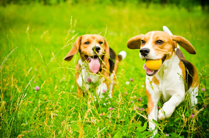 Beagle pups running