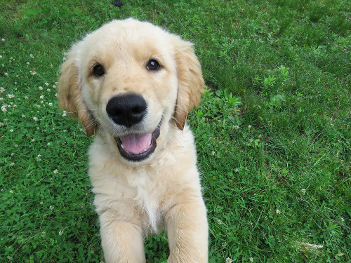 8 week old Golden Retriever puppy
