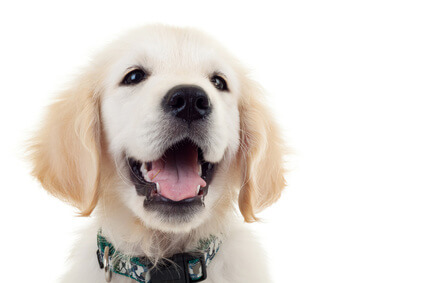 Golden Retriever puppy headshot