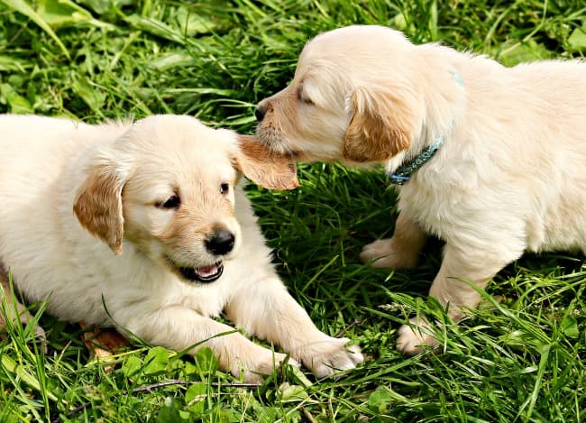 Golden Retriever puppies playing together