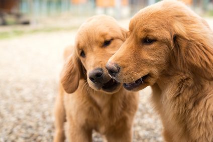 Golden Retriever mom and puppy