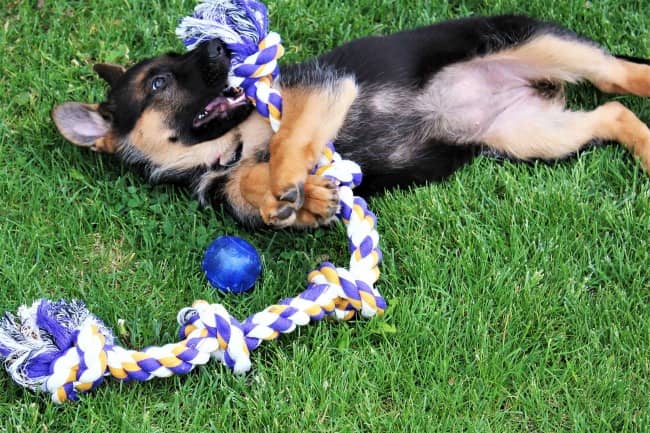 German Shepherd puppy playing with rope toy