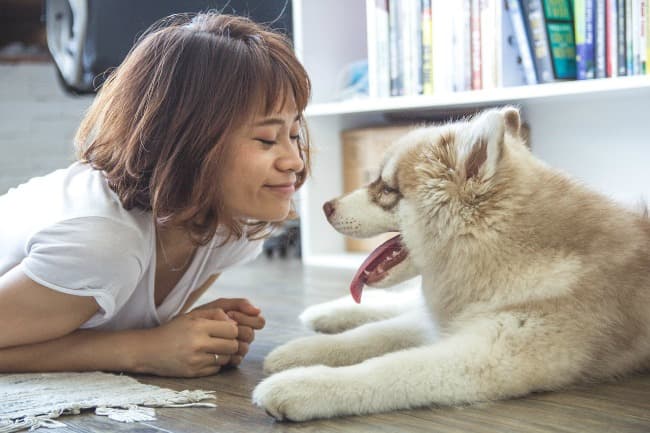 Young woman face to face with Malamute puppy on the floor
