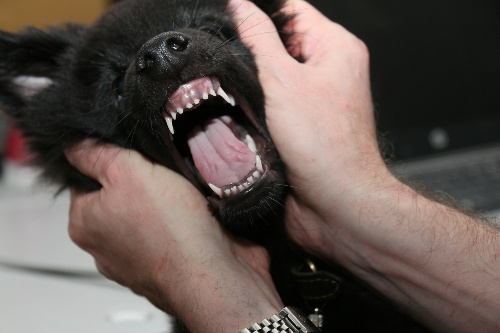 German Shepherd puppy teeth