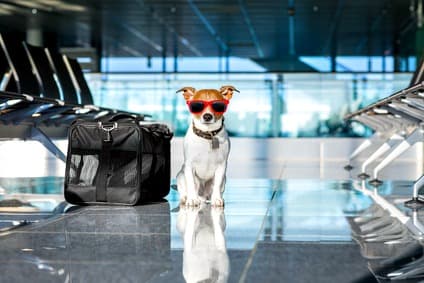 Dog beside soft crate in airport terminal wearing sunglasses