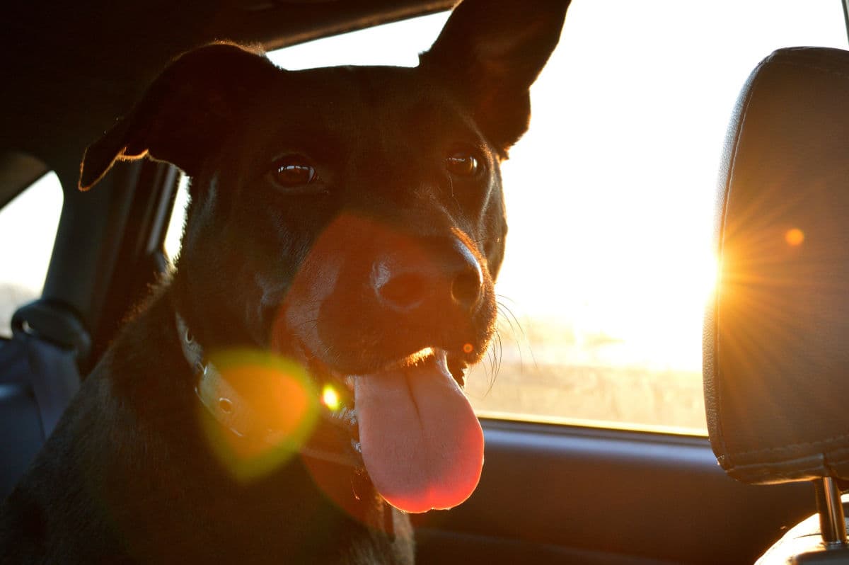 Black dog riding in car with sunbeam in window