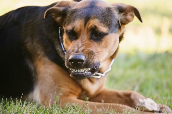 Dog snarling to show that he doesn't want to be approached