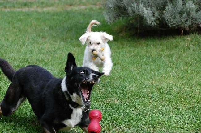 Dogs playing fetch with toys