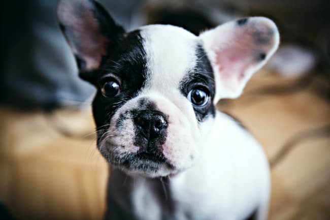Black and white French Bulldog puppy
