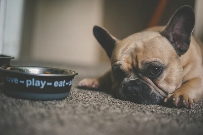 French Bulldog looking sad lying close to food bowl