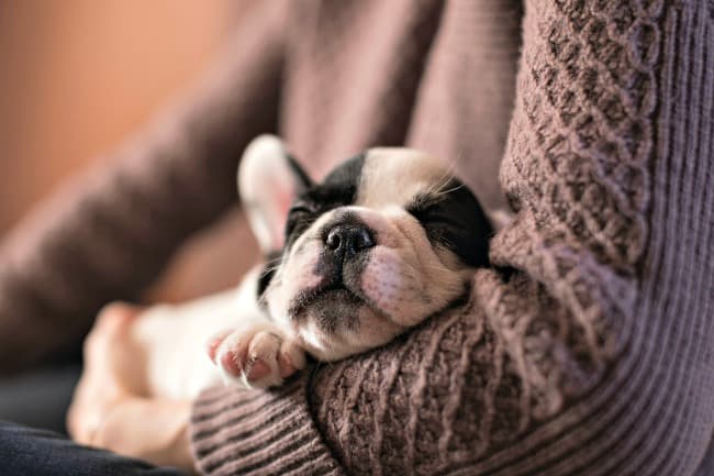 Black and white French Bulldog puppy sleeping in owner's arms