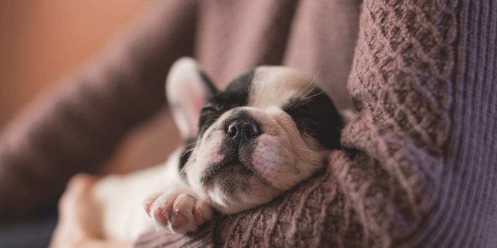 French Bulldog puppy cuddles