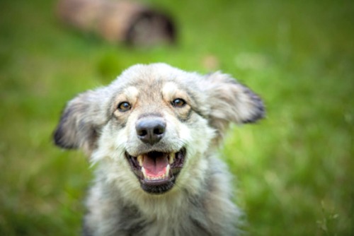 Happy mixed breed puppy