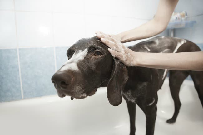 Dog in bathtub being shampooed