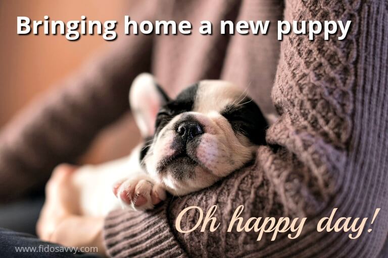 Bringing home a new puppy is a happy day