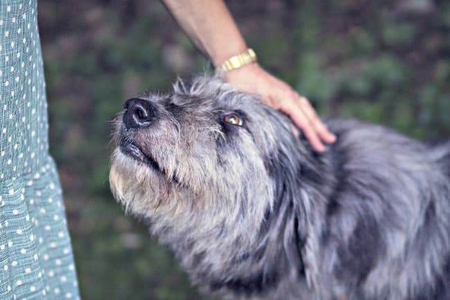 Older dog looking adoringly up at owner