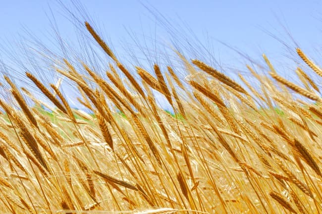 Ears of organic grain against blue sky background