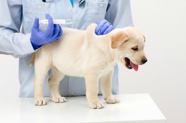 Labrador Retriever puppy getting vaccinated by veterinarian