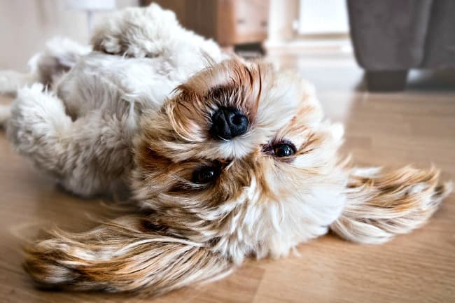 lhasa_apso_650_c