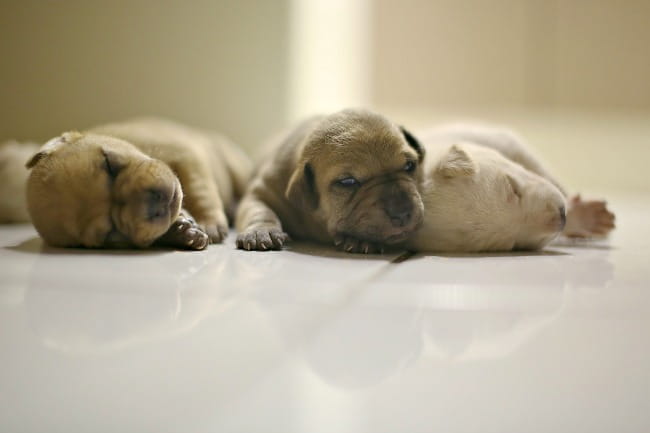 Three very young puppies napping