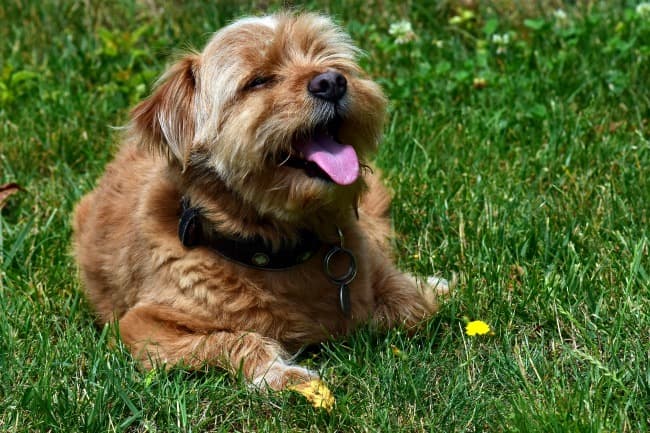 Small older dog panting in the sun while lying on grass