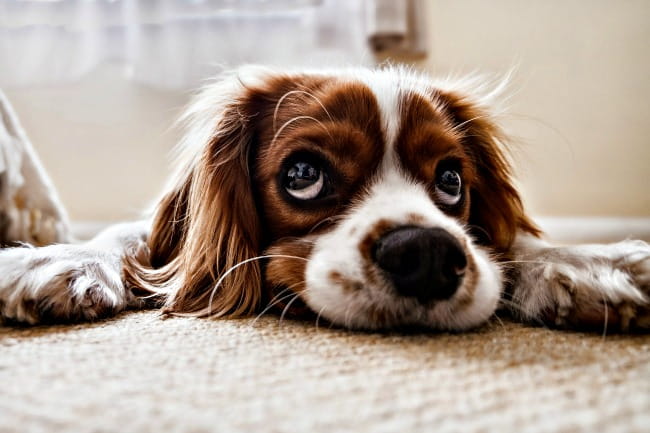 Sad Spaniel dog