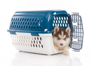Siberian husky puppy in plastic dog crate