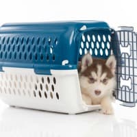 Husky puppy in open dog crate