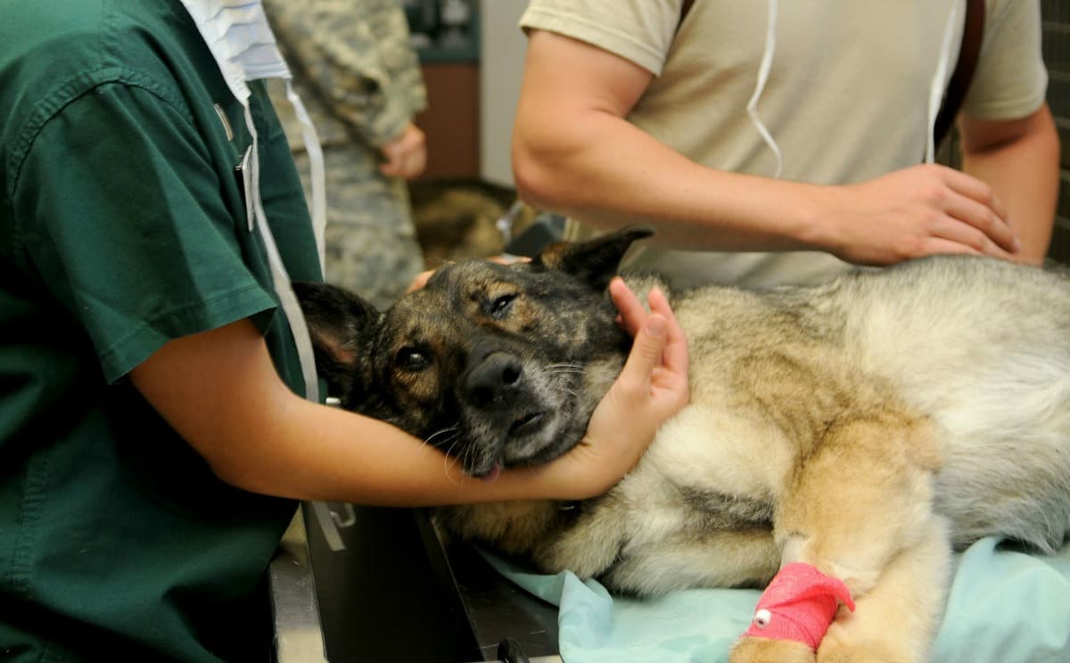 Sick dog on operating table in veterinary hospital