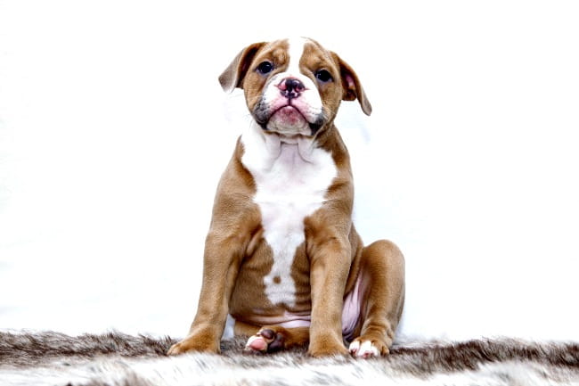 Pitbull puppy sitting on fur rug