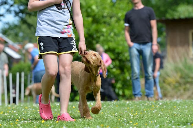 Adolescent puppy practicing obedience training outdoors