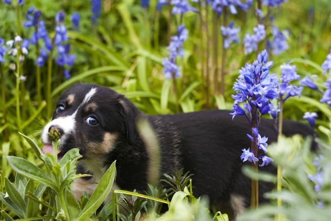 Puppy playing in the woods surrounded by bluebells