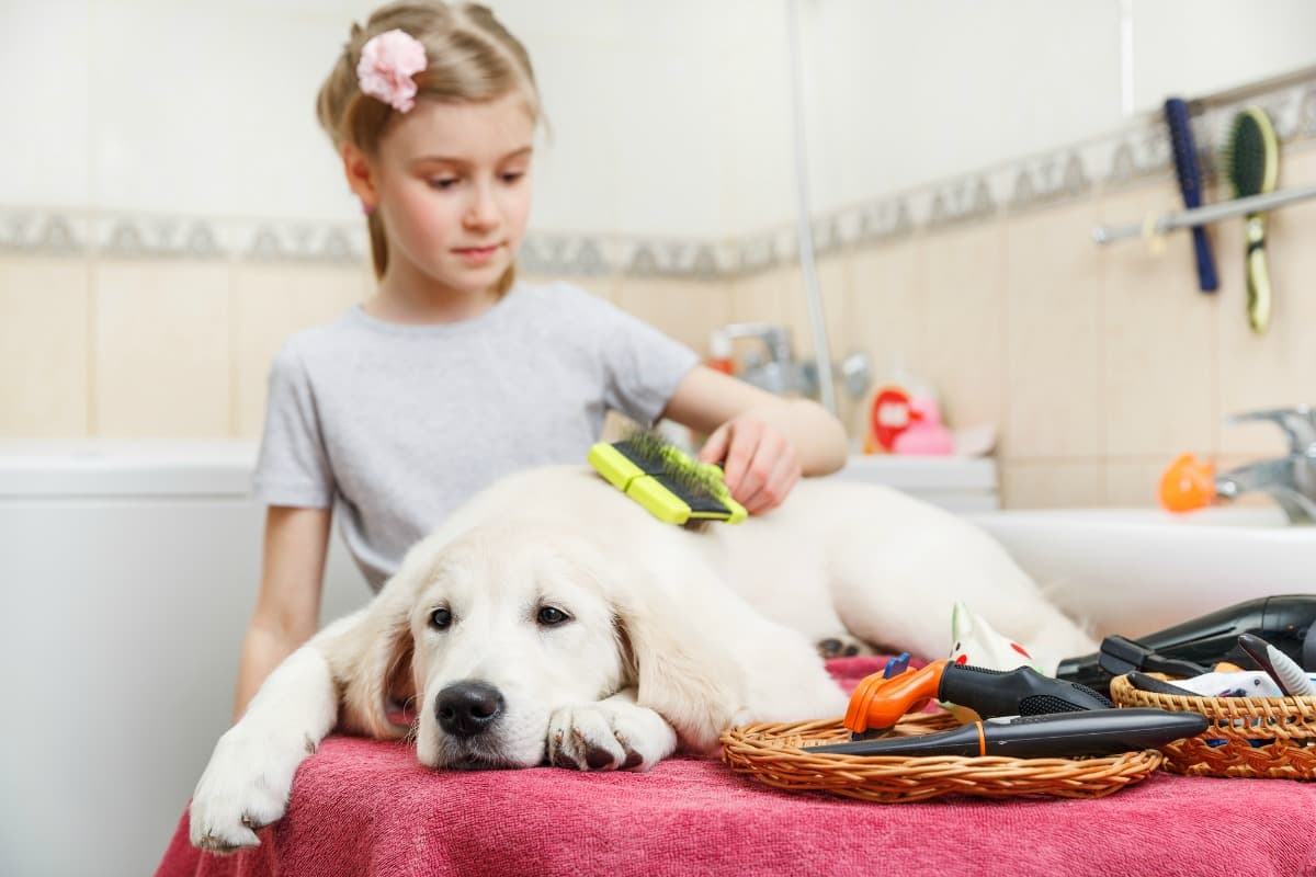 Young girl grooming her puppy at home