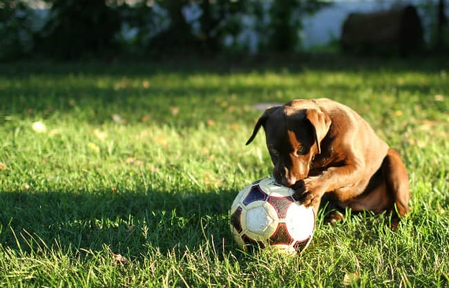 Puppy playing with a soccer ball in the grass