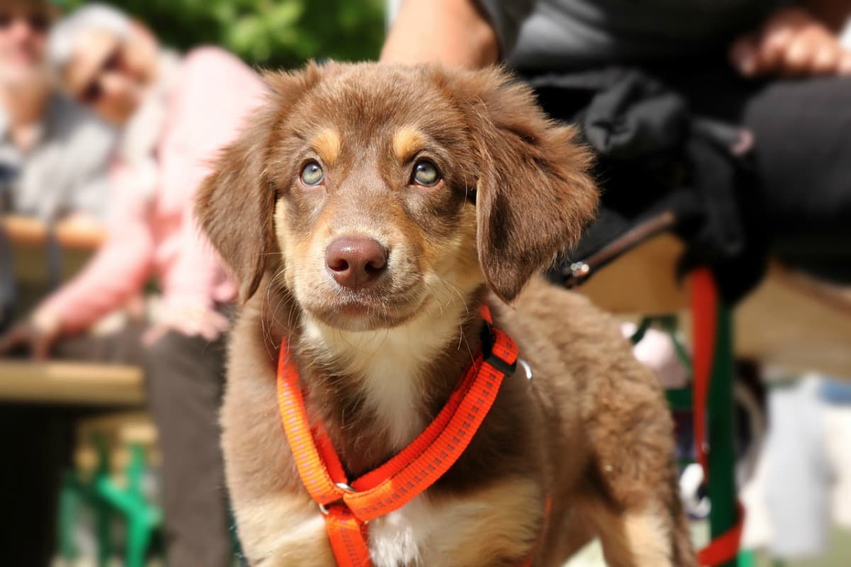 Young puppy wearing a harness and out in public for socialization experience