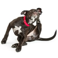 Puppy scratching at himself on white background