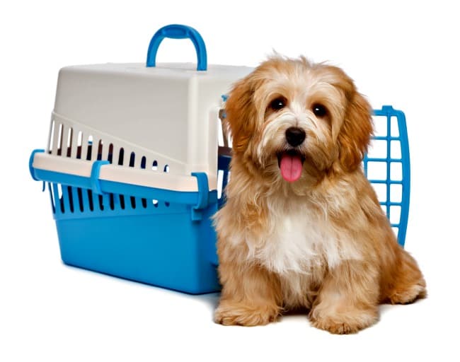 Puppy sitting outside his crate