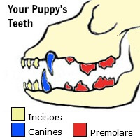 Puppy teeth infographic