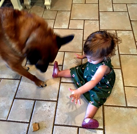 Dog and toddler