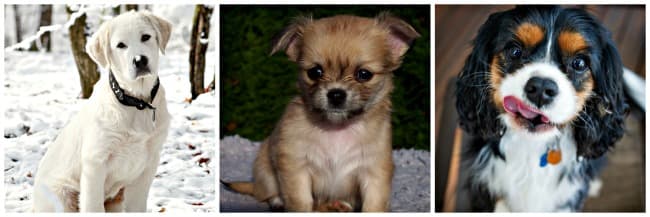 Collage of three puppies. Labrador, Chihuahua and Spaniel