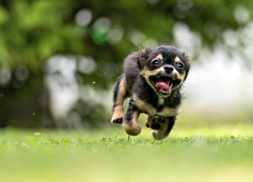Tiny excited puppy